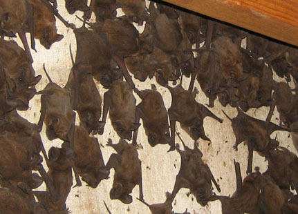 BAT
